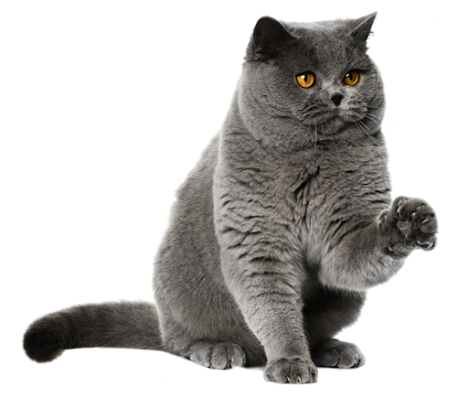 Стрижка кошек